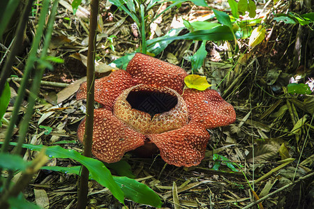 大沙巴那Rafflesia自然环境插画