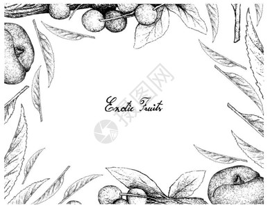异国情调的水果成熟天使桃子和李子或李子在白色背景下分离的手绘草图片