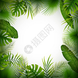 热带丛林背景与棕榈树和白色背景上的叶子图片
