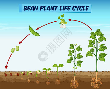 显示豆类植物寿命周插画