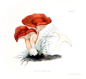 英国真菌学插图包含数字图片
