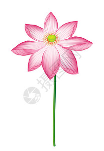 美丽的粉红色莲花白色背景上的水百图片