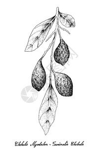 赤霉素叶子水果高清图片