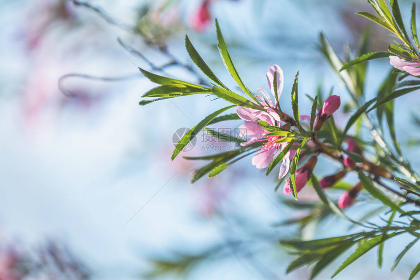 春天背景艺术与粉红色杏仁李属tenella开花美丽的自然景观与盛开的树和太阳耀斑抽象的模糊图片