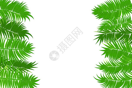 网络夏季丛林框架横幅绿色棕榈叶模板孤立的白色背景矢量抽象插图逼真的图片夏季背景图片