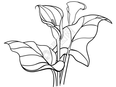 Callas有叶子的花朵布盖白彩花Lilie图片