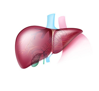 胆管矢量现实的粉红健康肝脏插画