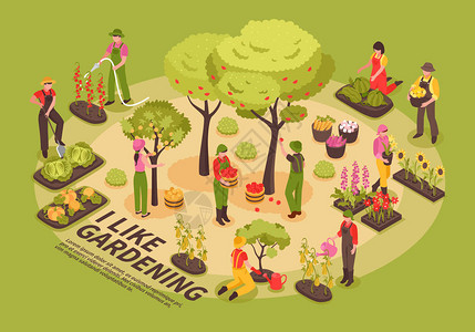 园艺信息图表元素组成等距海报与树木花卉种植蔬菜浇水白菜南图片