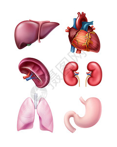 一组健康逼真的人体器官肝脾心胃肾和肺在白图片