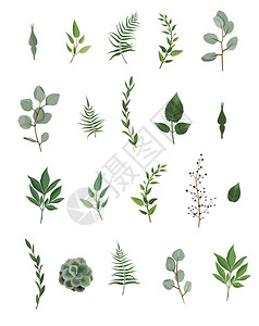 矢量设计器元件组集合绿色叶石艺术树叶天然叶草药图片