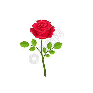 充满香气花韵以白色背景隔离的现实红色玫瑰的矢插画