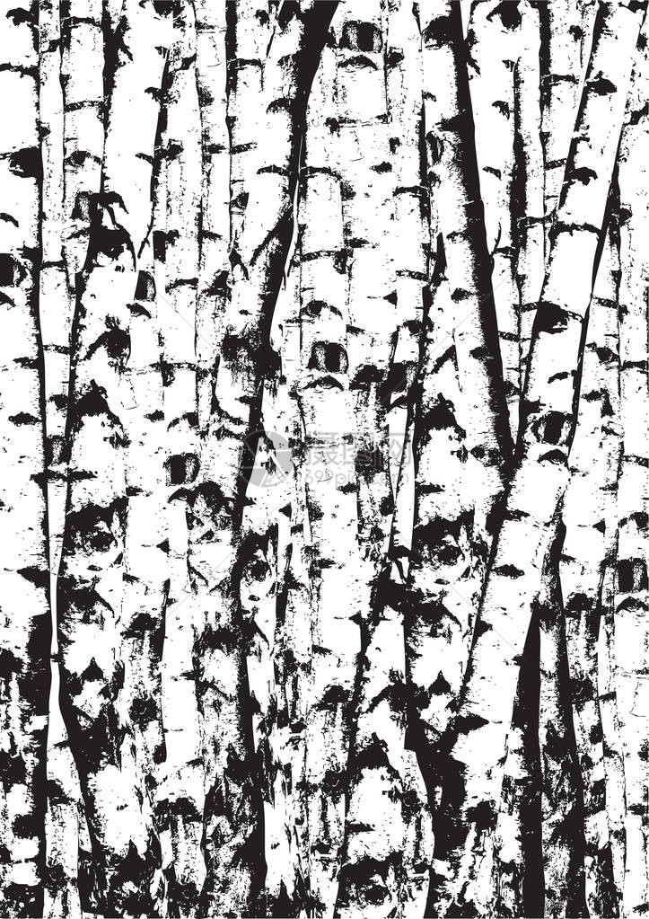 逼真的矢量白桦树插图黑白矢量白桦树林图片