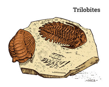 沉积岩保存的三叶虫标本插画