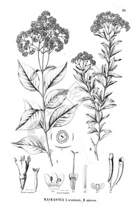 植物的插图旧图像背景图片