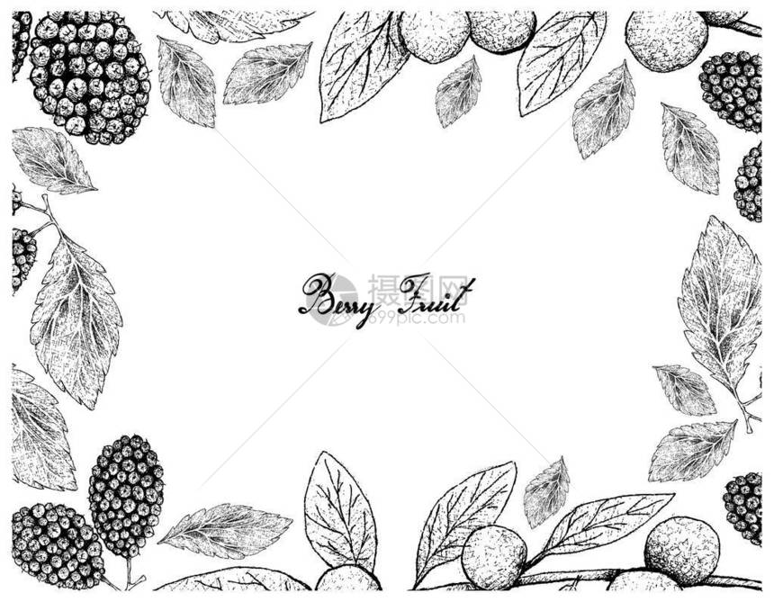 热带水果手绘鲜甜黑浆果或莫鲁斯尼格拉和加那利Beech或白背景上孤立的多面形Nitidissima图片