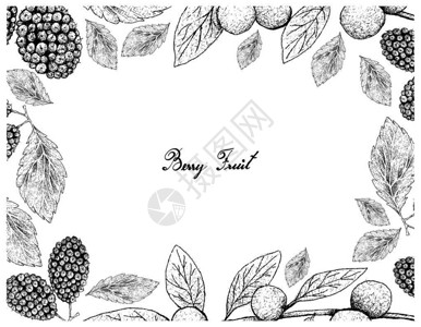 莫桑钻热带水果手绘鲜甜黑浆果或莫鲁斯尼格拉和加那利Beech或白背景上孤立的多面形Nitidissima插画