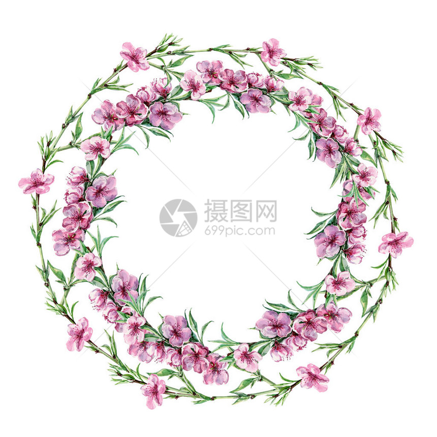 水彩开花的桃子设计花环的插图白色背景图片