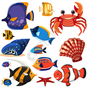 一组海洋生物插图图片