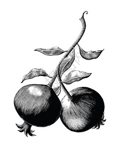 Pomegralaate水果枝手绘制白背景的图片
