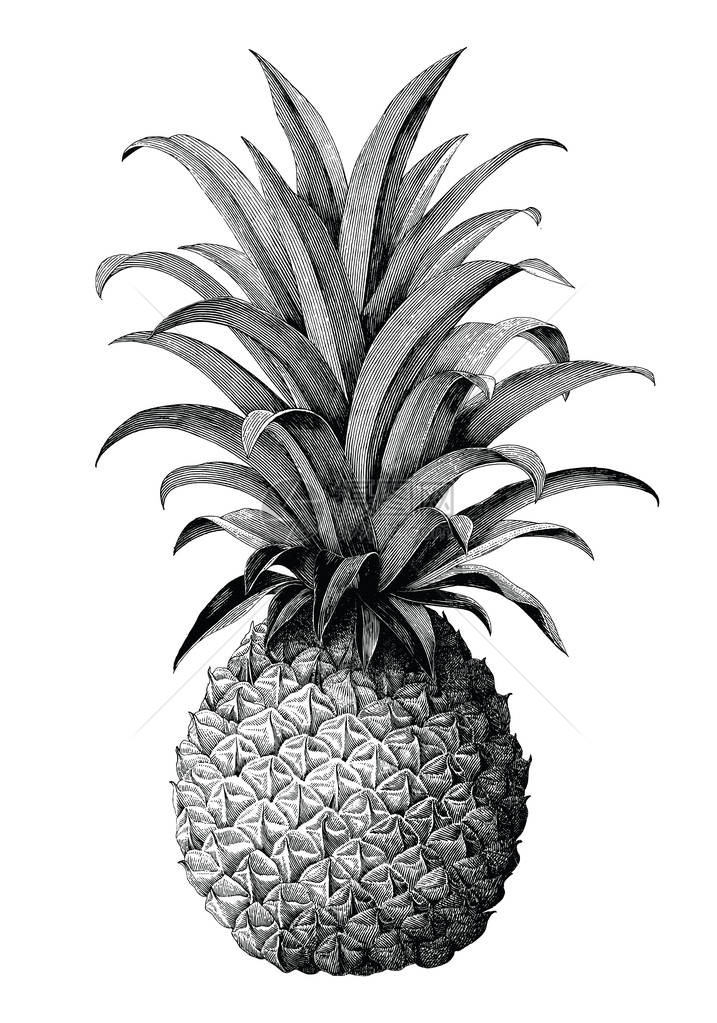白色背景上分离的菠萝手绘长式雕刻风格Pineappleha图片
