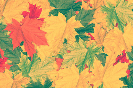 明亮的五颜六色的叶子秋天抽象背景图片