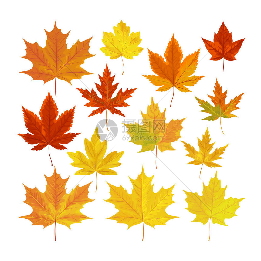 矢量插图一套明亮现实的秋天叶图片