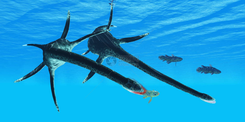 一只不幸的科埃拉坎特鱼在北美白鲸时期成为称Styxosaurus的海洋爬图片