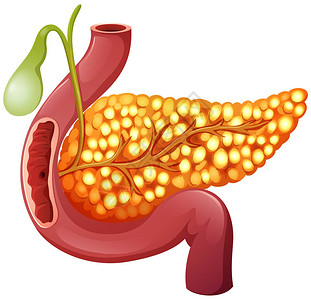 健康的人类胰腺插图图片