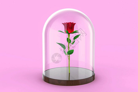 红玫瑰在粉红色背景的玻璃圆顶下美与野兽的故事图片