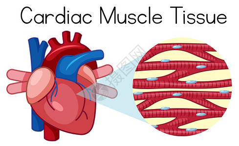 人体心肌组织插图图片