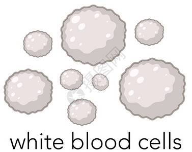 白血细胞插图的载体图片