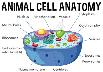 动物细胞解剖图解高清图片