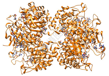 有机化学蛋白质分子的模型生图片
