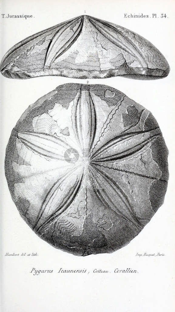 化石的插图旧图像图片