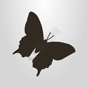 蝴蝶的黑色和白色图片