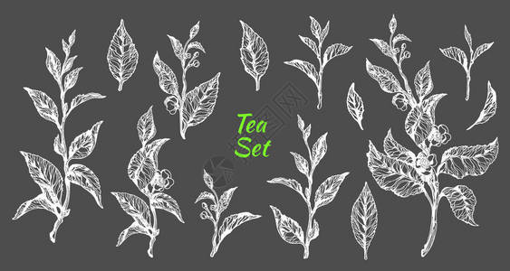 逼真的自然集剪影茶树枝与叶花矢量植物花卉系列有机健康白色素描插图隔离在背景背景图片