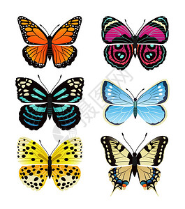 蛱蝶科以多彩翅膀天线和头顶收集的蝴蝶类型插画