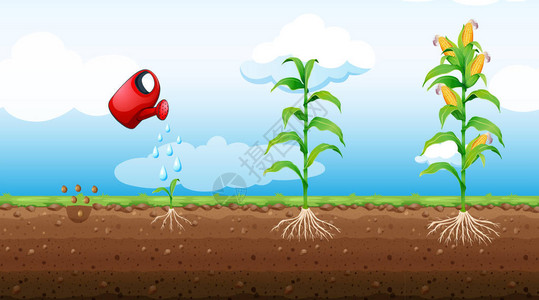 玉米植物生长阶段插图图片