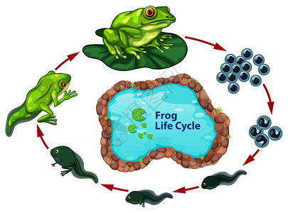 图兹湖青蛙生命周期图插画