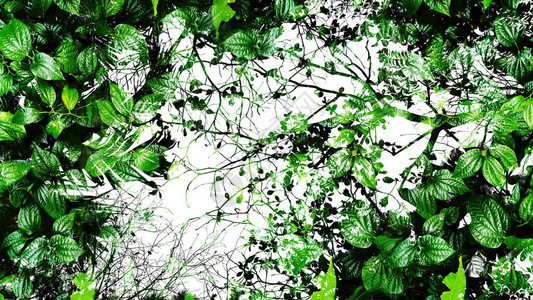 热带绿叶抽象背景剪影高对比度图片