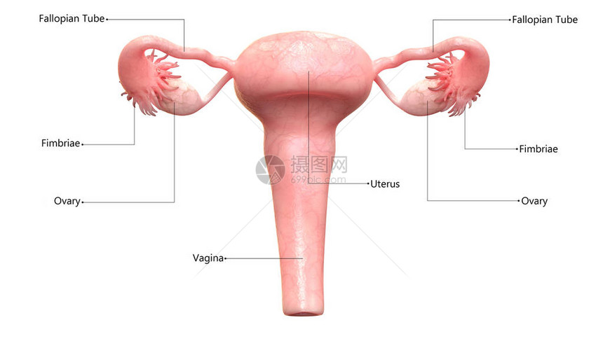 女生殖系统附带标图片