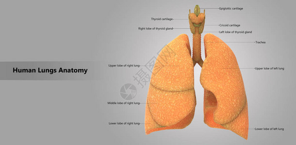 人体呼吸系统肺解剖学的3D插图图片