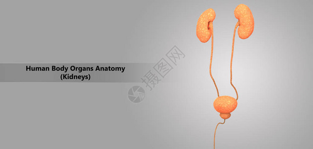 人体泌尿系统解剖学的3D插图图片
