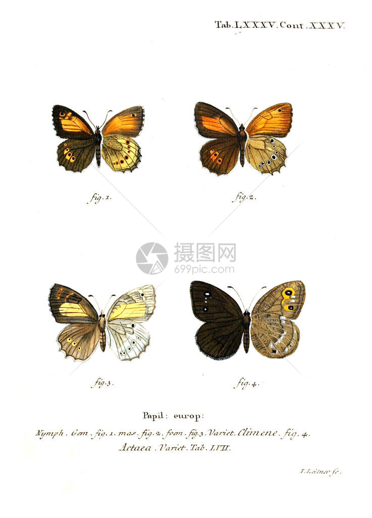 蝴蝶的插图旧图像图片