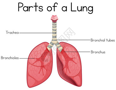 白色背景图上的肺部分图片