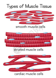 肌肉组织插图的类型图片