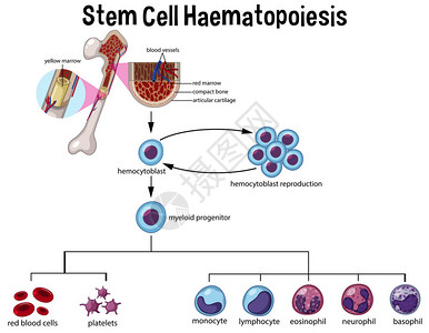 嗜碱性粒细胞Stem细胞海马托皮插画