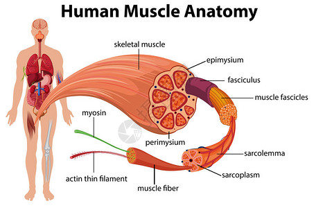 外膜人体肌肉解剖图解插画