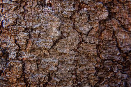 抽象树皮纹理天然木材背景图片