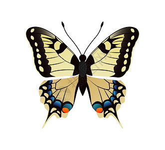 有装饰的翅膀和天线papilionidae蝴蝶黄色生物矢量图孤立图片